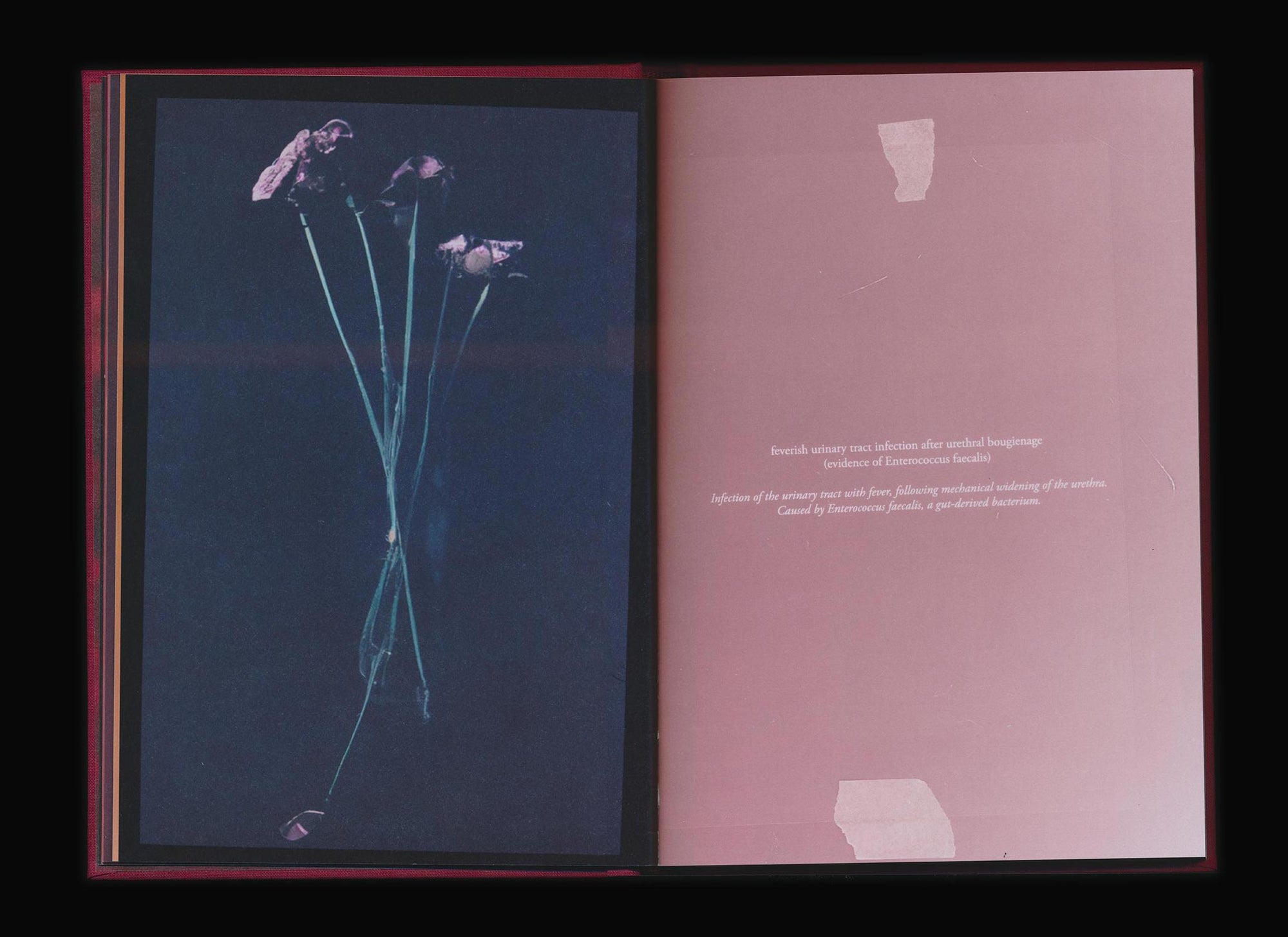 Akosua Viktoria Adu-Sanyah: No Flowers