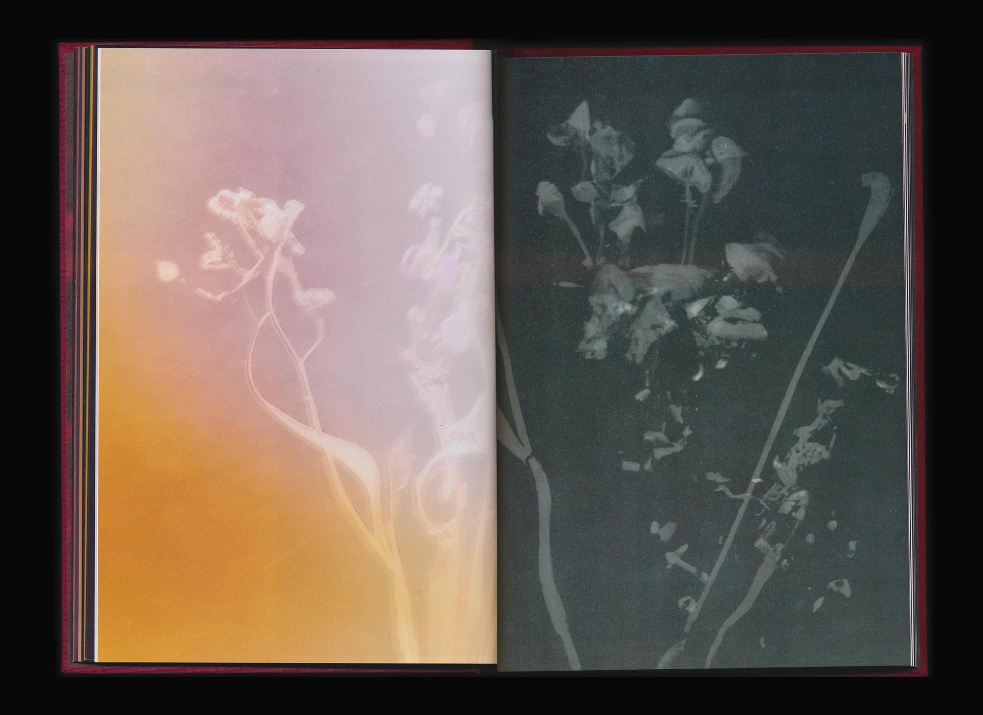 Akosua Viktoria Adu-Sanyah: No Flowers