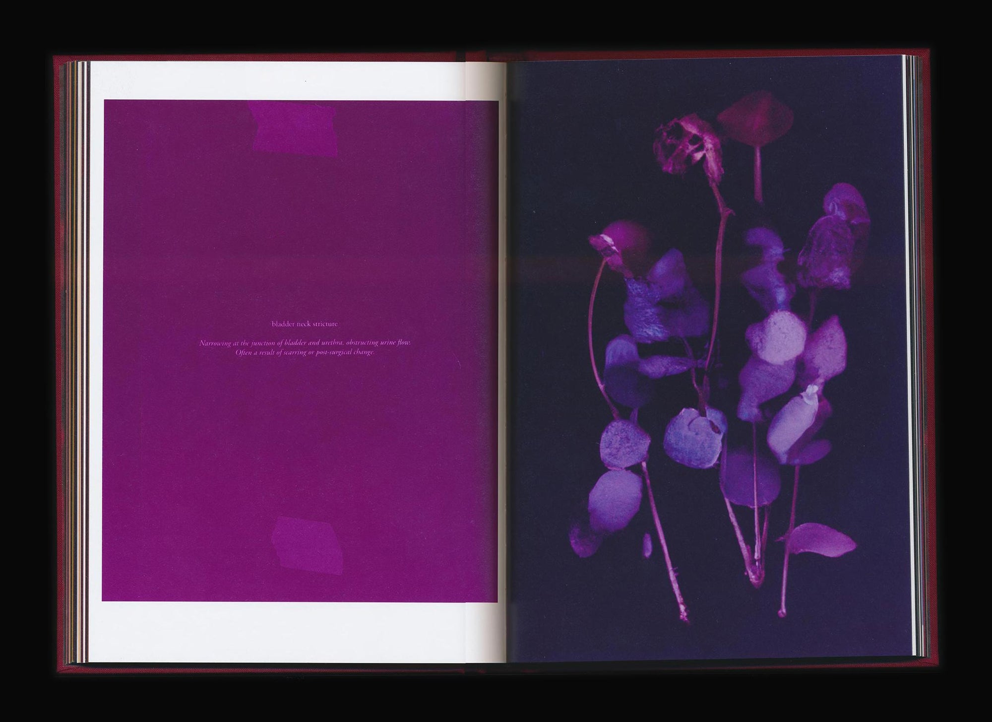 Akosua Viktoria Adu-Sanyah: No Flowers