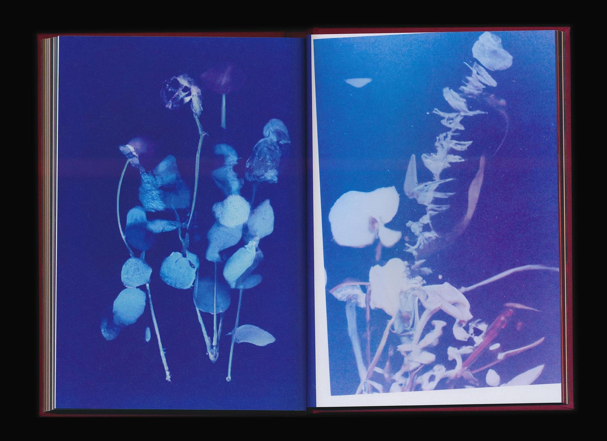 Akosua Viktoria Adu-Sanyah: No Flowers